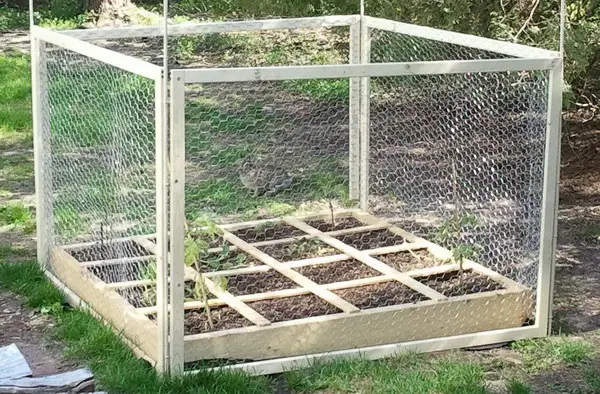 square foot gardening raised planter with wooden chicken wire fence 