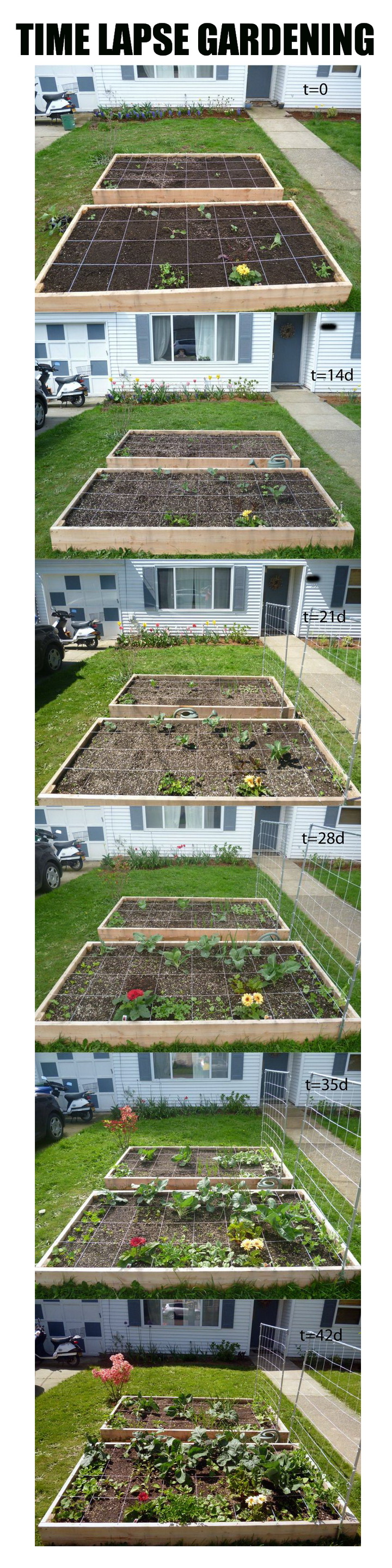 time lapse square foot gardening