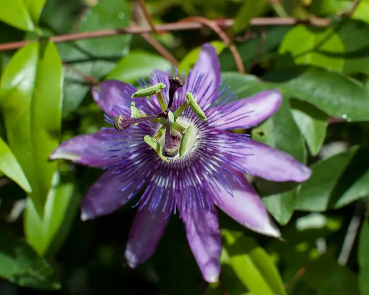Passiflora Flower