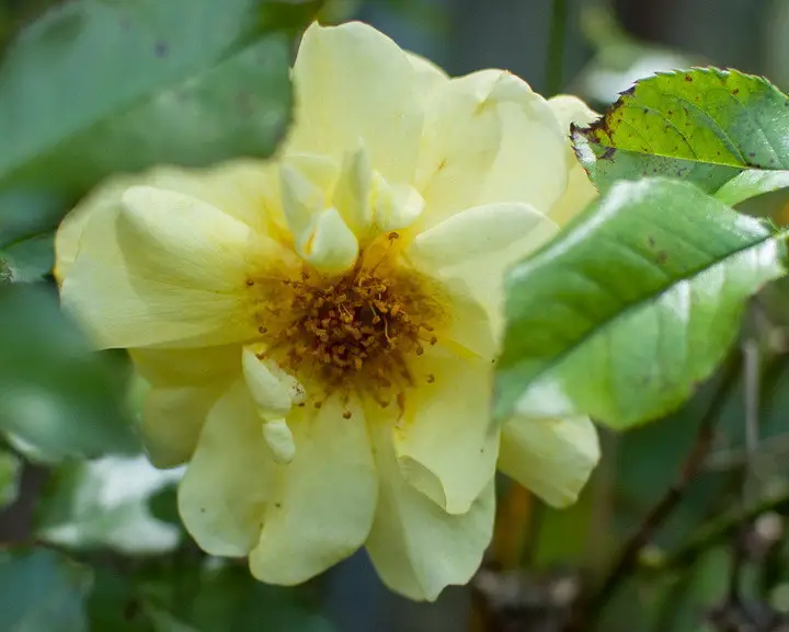 Tea Rose Flower