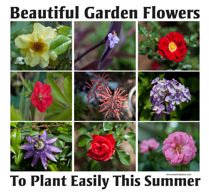 10 Types Of Beautiful Flowers To Plant In Your Garden For Summer