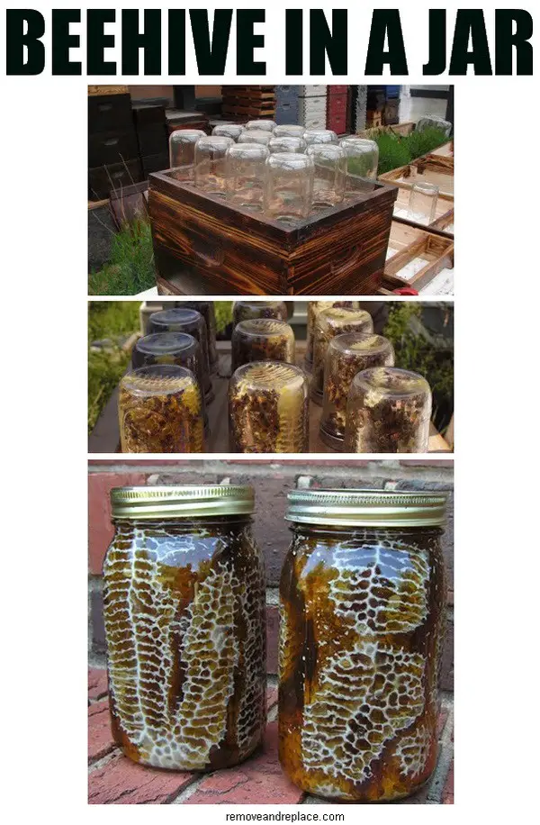 beehive in a jar