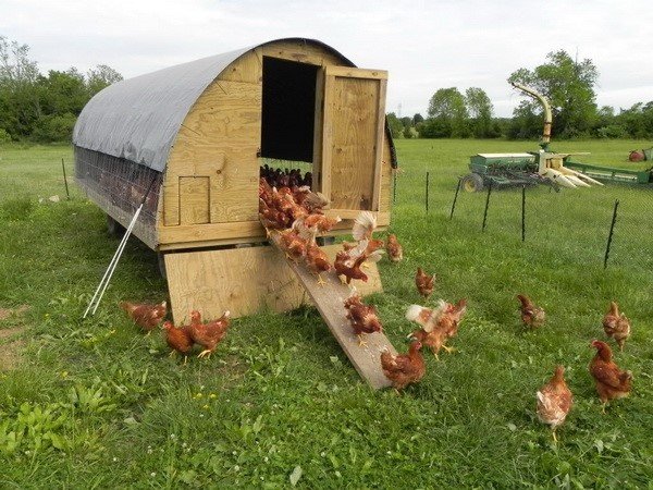 Here is a great book with 45 different Chicken Coop Building Plans 