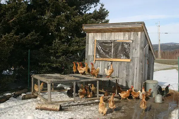 chicken coop house_06
