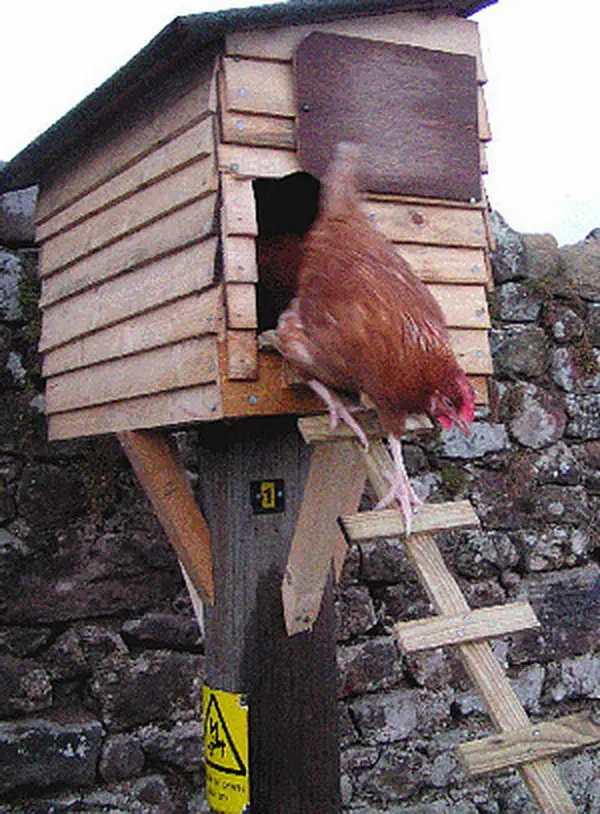 chicken coop house_36