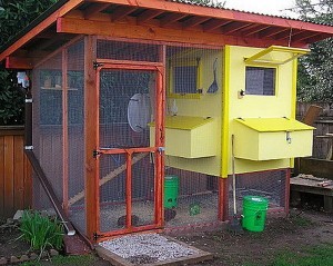 Coop chikens: Buy Quick easy chicken coop plans