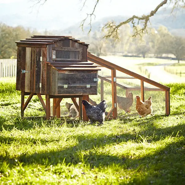 chicken coop house_64