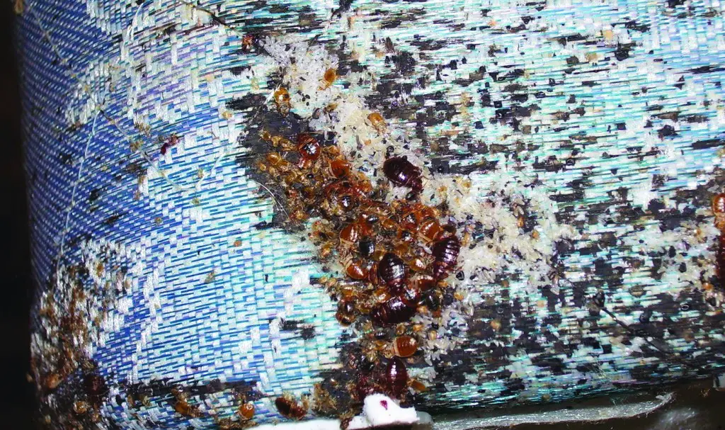 Nasty Mattress Infected With Bed Bugs