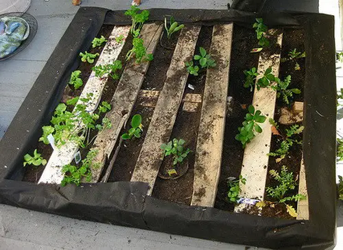 Pallet garden on the ground laying flat