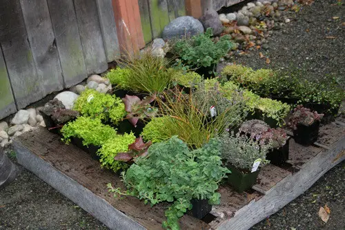 Recycle an old pallet and build a garden