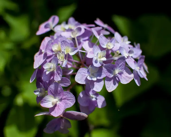 Hyrdrangea Flower