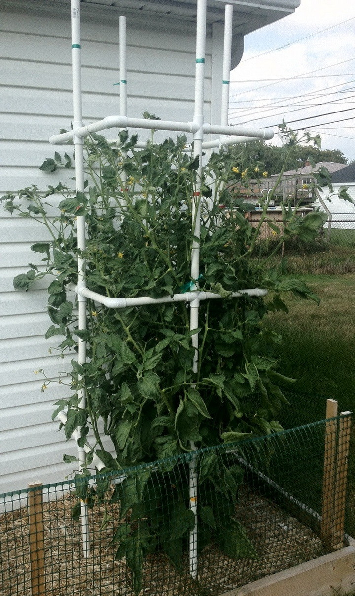 How To Make A Cheap DIY Tomato Plant Cage Out Of PVC Pipe