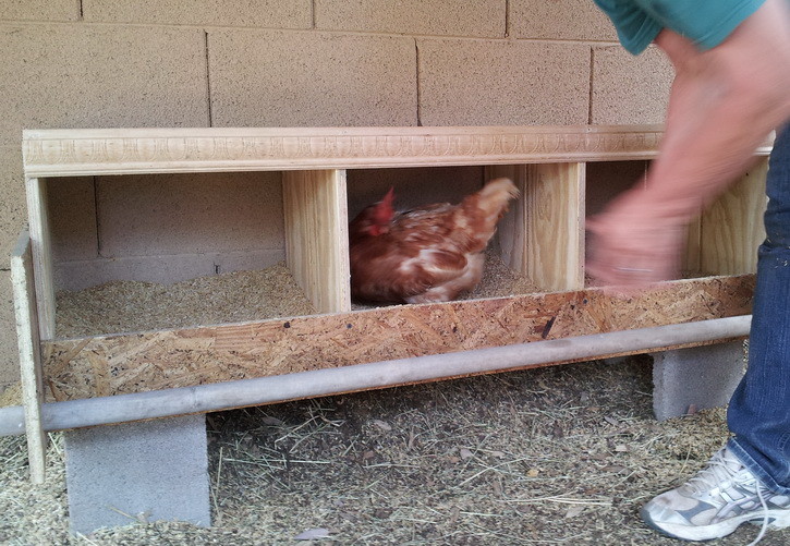 One of our chickens entering the nesting box for the first time.