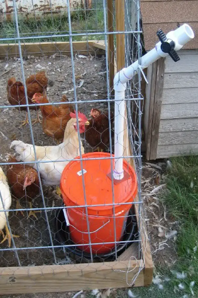diy pvc chicken coop watering system