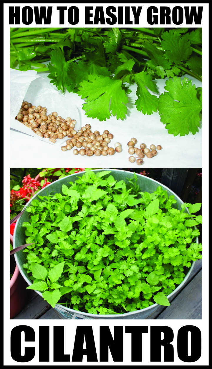 How To Easily Grow Cilantro With The Continuous Growing Method