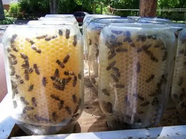 how to easily make a beehive in a jar diy_7