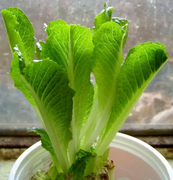 how to grow romaine lettuce from a stump_7