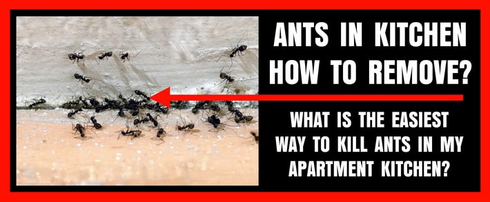 Kitchen Apartment Is Filled With Ants And Roaches - Best Way To Get Rid Of Ants And Roaches?